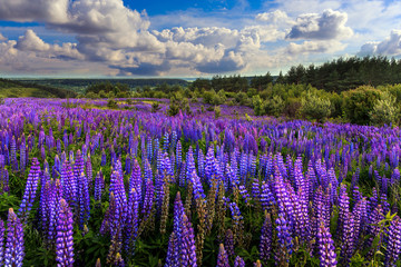 Naklejka premium fantastic landscape. ideal sky with clouds over the meadow with purple lupine flowers on a sunny day. picturesque scene. breathtaking scenery. wonderful landscape. original creative images
