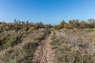 Obraz premium Sentier dans les dunes de la Chaume (Les Sables d'Olonne)