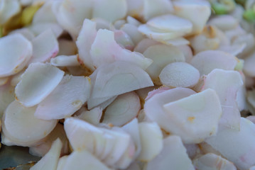 Sliced fresh galangal