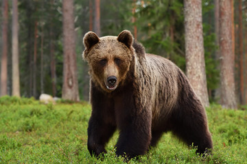 Plakat brown bear (ursus arctos)