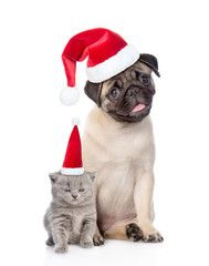 Funny pug puppy sitting and tiny scottish cat in red christmas hats. isolated on white