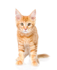 Red maine coon cat standing in front view. isolated on white 