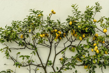 lemon tree in a wall in Oporto, in Portugal