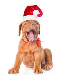Yawning Bordeaux puppy in red christmas hat. isolated on white 