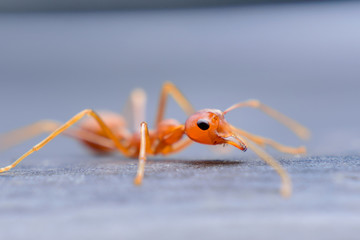  Small red ant and select focus ant eyes