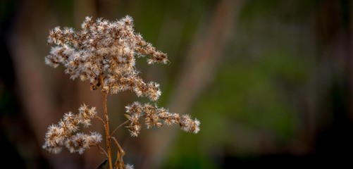 Fall flower in the park.