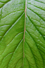 Leaf texture or leaf background