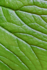 Leaf texture or leaf background