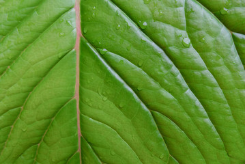 Leaf texture or leaf background