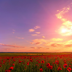 picturesque scene. amazing field with poppy flowers in the sunlight on the colored sky background. majestic rural landscape. original nature background. soft light effect