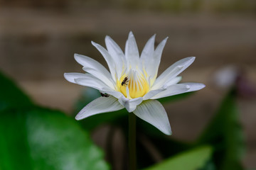White lotus with bees