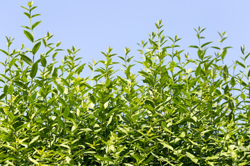 green leaves against the blue sky