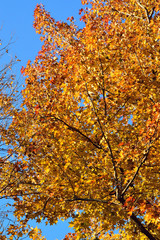 Autumn landscape of maple tree in vertical frame