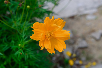 orange cosmos flower