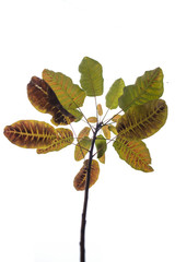 an autumnal branch