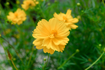 Yellow Cosmos flower