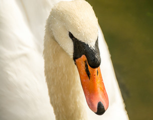 White Swan/An up close and personal portrait of a white swan.