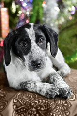 The dog is lying on the background bokeh and Christmas.