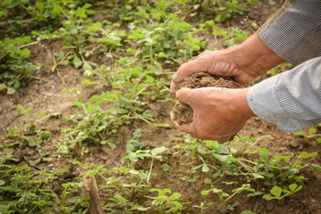 Old hand gardener holding manure for fertilizer little plant on farm, selective and soft focus