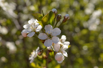 cherry flower nature spring may Apple 