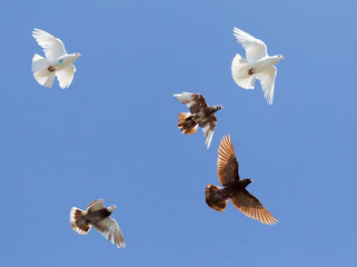 flock of pigeons on blue sky