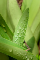 drops of dew on a green leaves