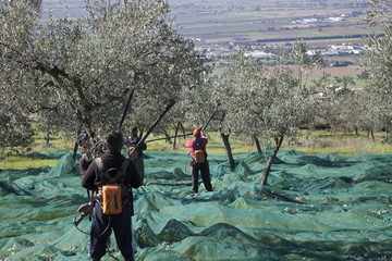 Italia,Umbria,Olive, raccolta di olive nella campagna Umbra