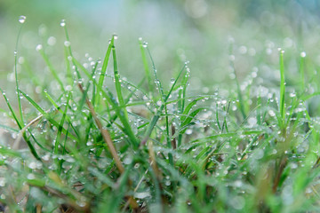 drops of dew on a green grass