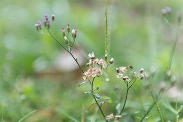 beautiful flowers on tree