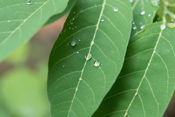 Leaves with drops of water