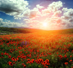 Plakat wonderful blooming field of poppies. majestic sunset.