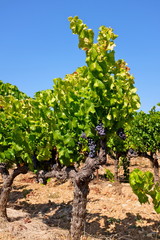 Fototapeta na wymiar vin vignes drôme