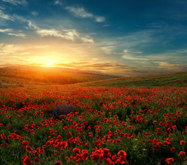 Naklejka na ściany i meble fantastic foggy sunset at the poppies meadow. majestic rural landscape with flowers of poppy