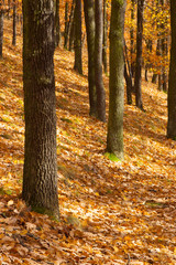 Fototapeta premium Autumn scenery in forest,Prague