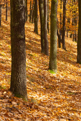 Autumn scenery in forest,Prague
