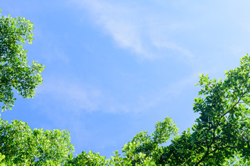 Trees top view