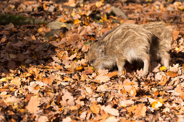 Wildschwein Frischling