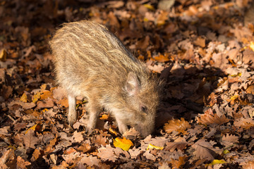 Wildschwein Frischling