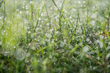 Leaves with drops of water