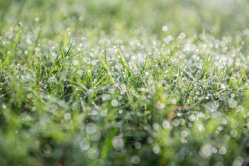 Leaves with drops of water