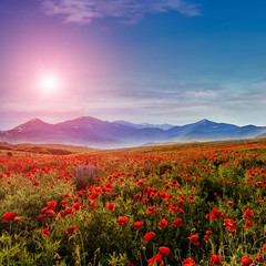 Plakat creative image. fantastic mountain landscape. flowering hills with poppies in the warm sunlight. beautiful morning scene. wonderful blooming field