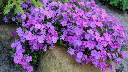 Blühende Steingewächse