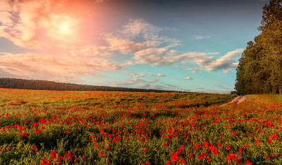 Naklejka na ściany i meble fantastic sunny day. amazing evening. flowering hills of poppy, in the warm sunlight. blue sky with clouds. beautiful morning scene. wonderful blooming field of poppies. soft selective focus