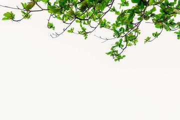 Beautiful trees on white background