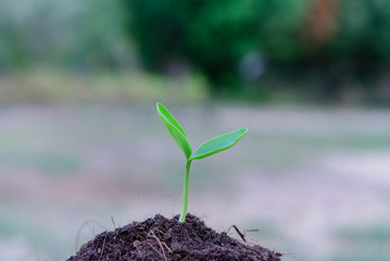 Sapling of the tree on soil.saplings,tree.sapling