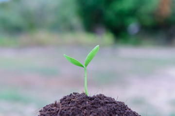 Sapling of the tree on soil.saplings,tree.sapling
