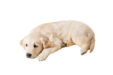 puppy golden retriever on a white background