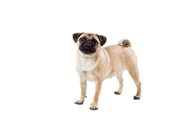 Obraz premium Pug dog isolated on white background