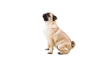 Pug dog isolated on white background