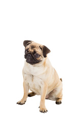 Pug dog isolated on white background